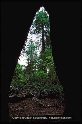 cal10-redwood-lightning.jpg