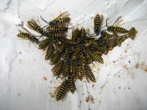 Wasps!